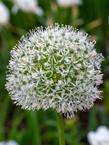 ALLIUM White Giant 20/+, 25 ks